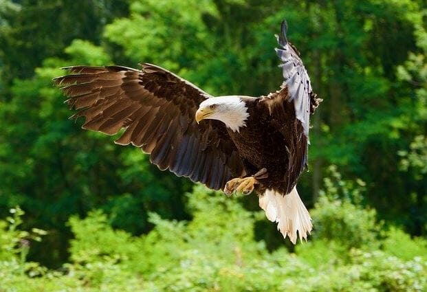 Greifvogel