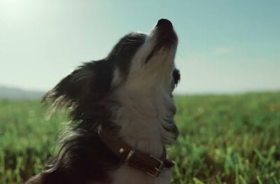 Video Hund- Windenergie für alle